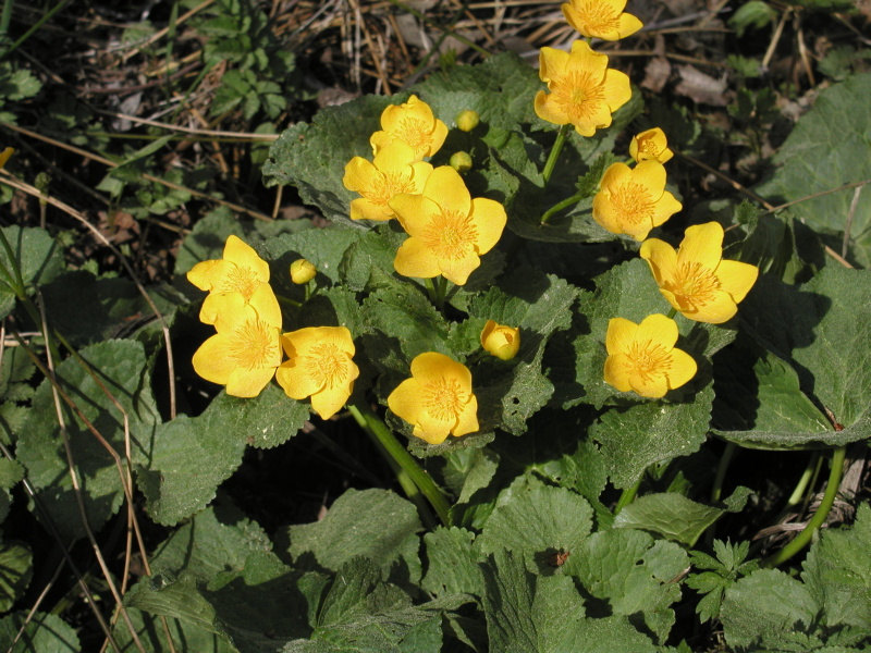 Caltha palustris