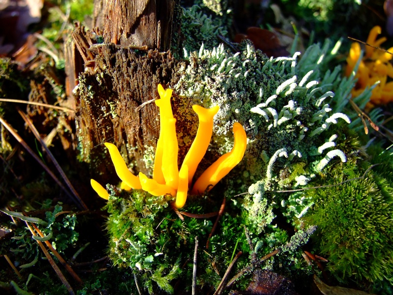 Calocera viscosa