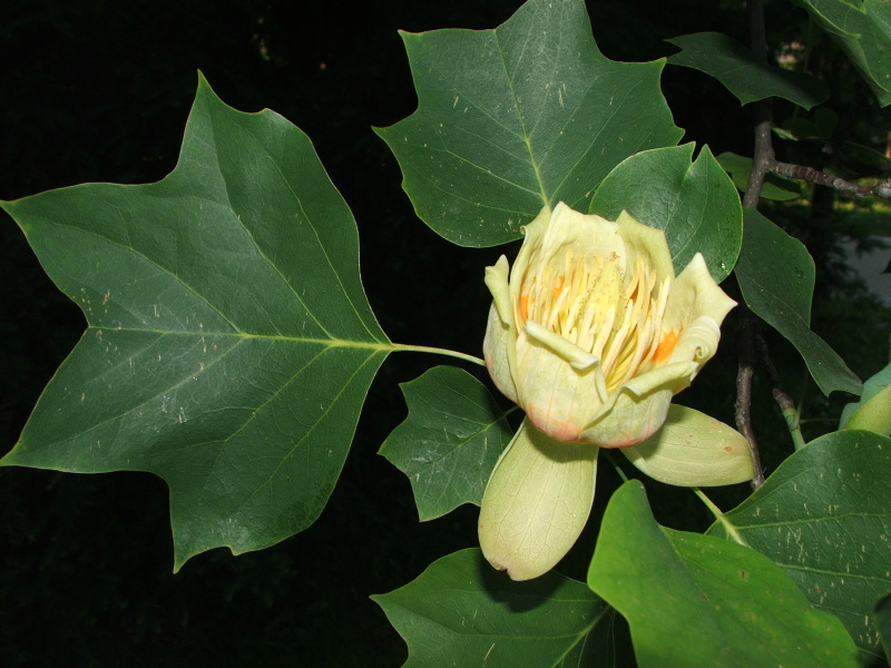 Liriodendron tulipifera