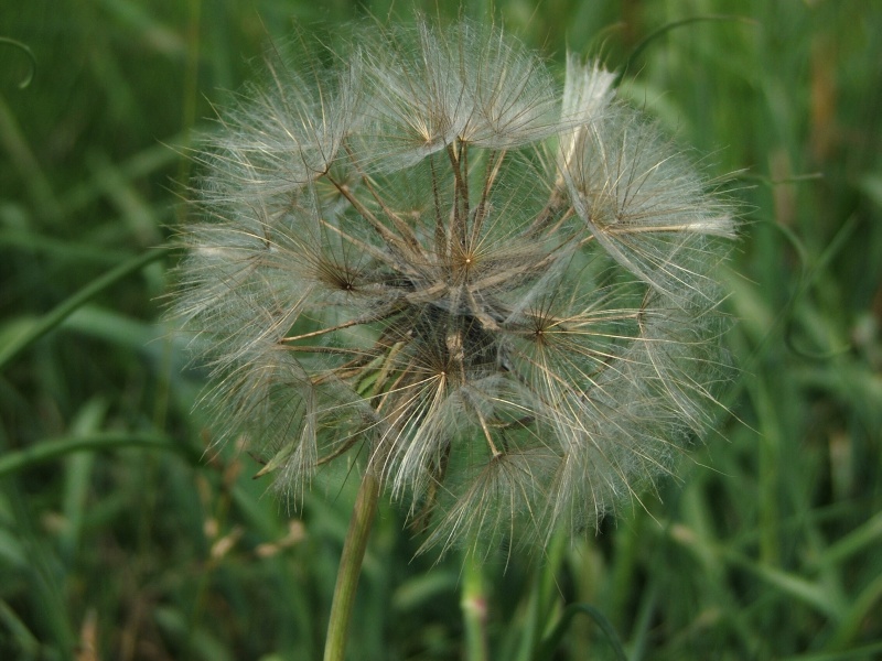 Tragopogon pratensis