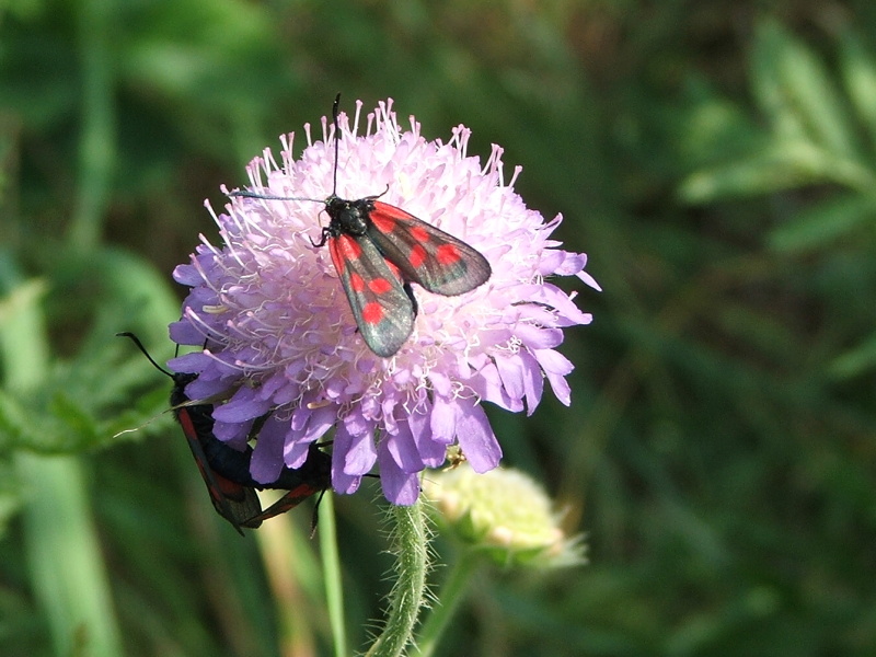 Zygaena sp.