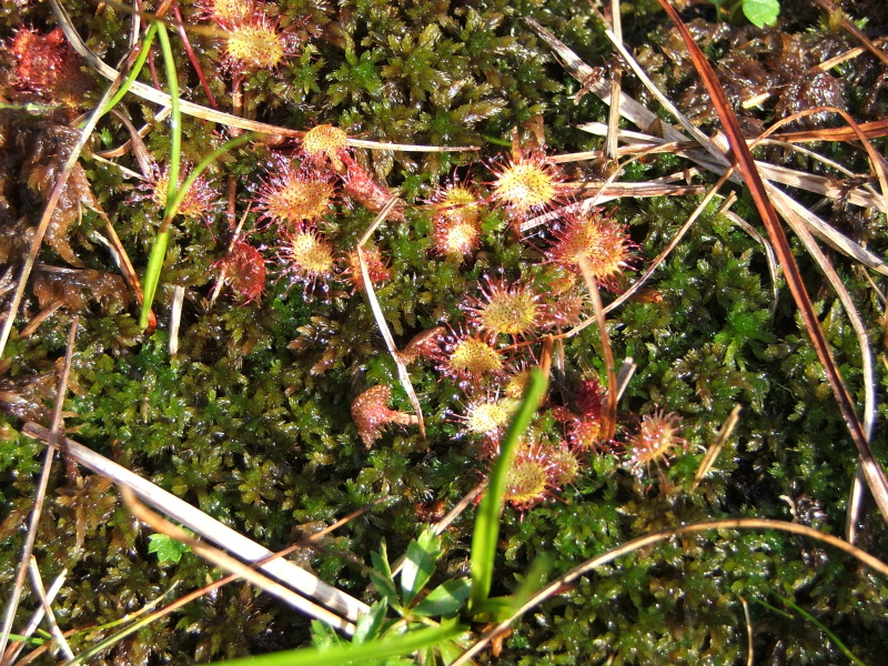 Drosera rotundifolia