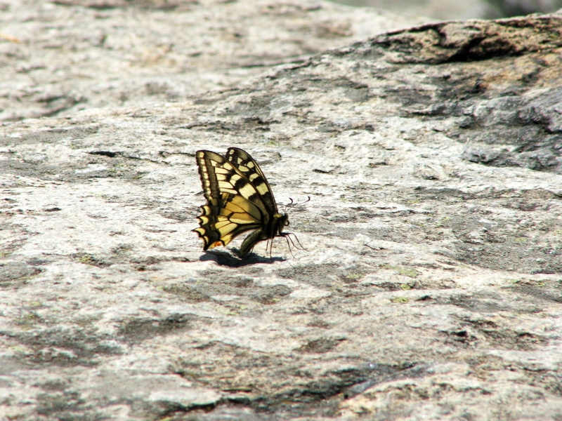 Papilio machaon