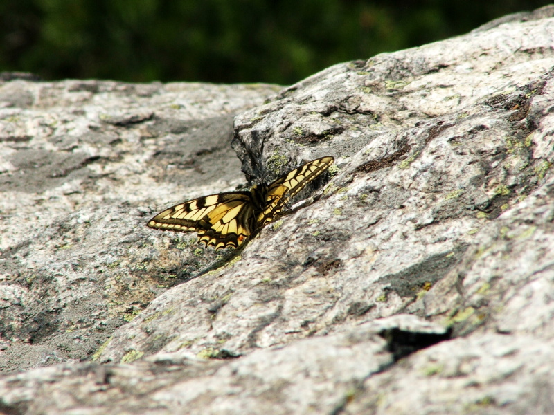 Papilio machaon