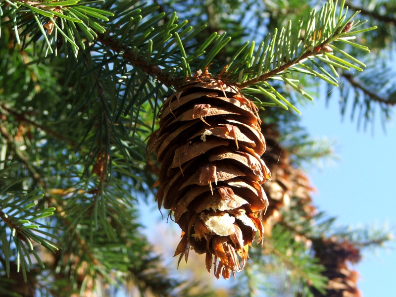 Pseudotsuga menziesii