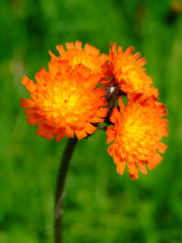 Jestřábník oranžový (Hieracium aurantium, L.)